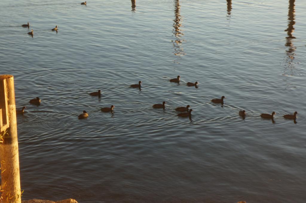 Lake Marina Inn Clearlake Oaks Buitenkant foto